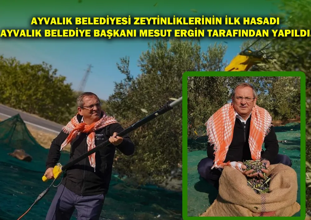 Ayvalık belediyesi zeytinliklerinin ilk hasadı ayvalık belediye başkanı mesut ergin tarafından yapıldı.