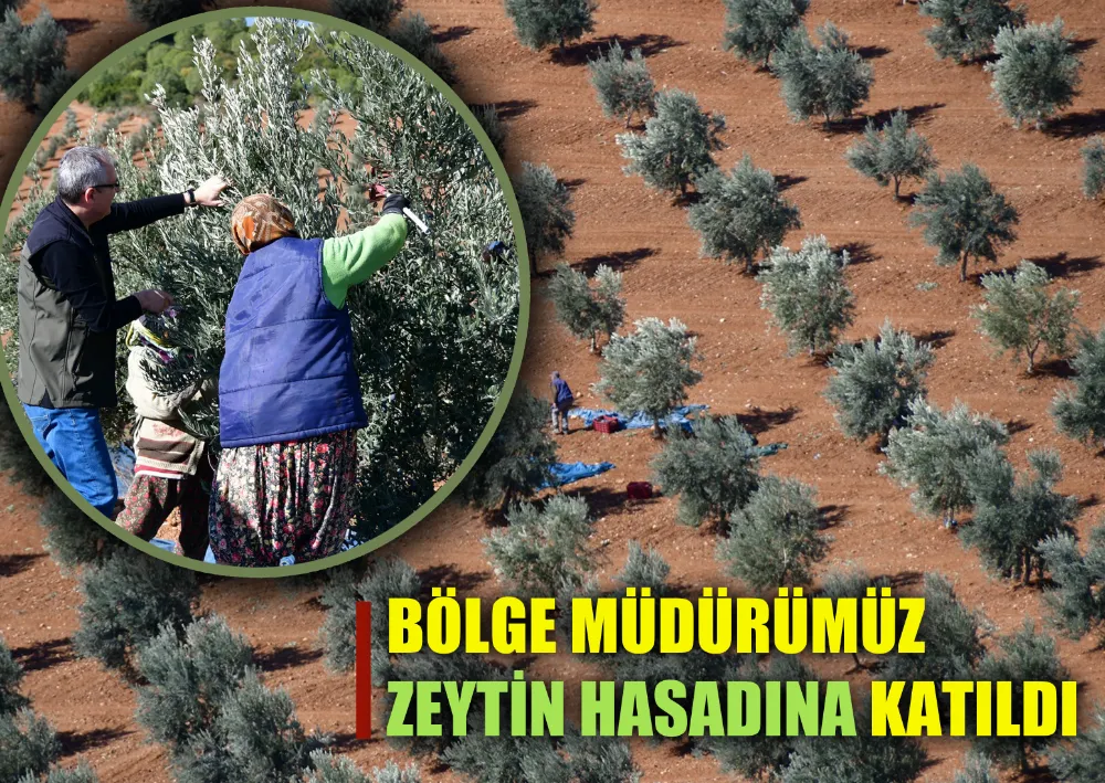 Bölge Müdürümüz Zeytin Hasadına Katıldı… 