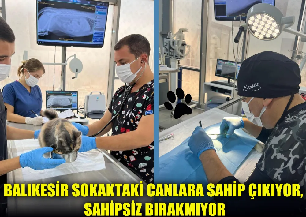 Balıkesir Sokaktaki Canlara Sahip Çıkıyor, Sahipsiz Bırakmıyor