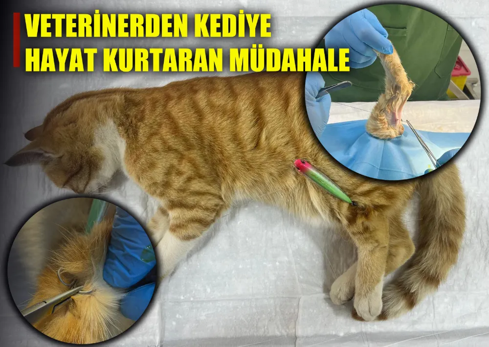 Veterinerden Kediye Hayat Kurtaran Müdahale