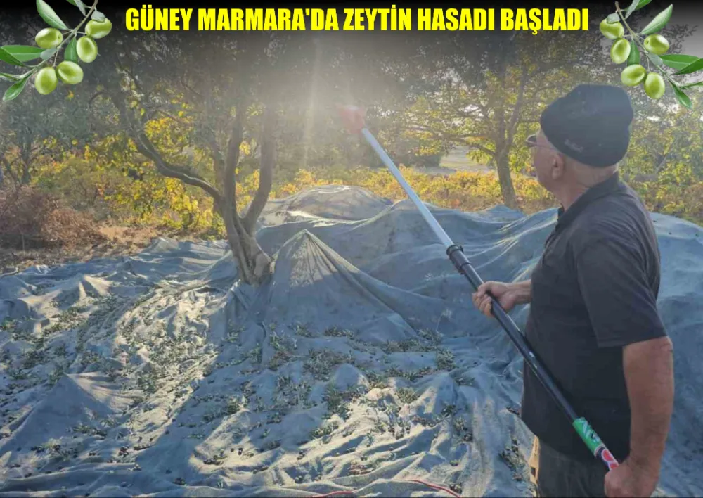 GÜNEY MARMARA’DA ZEYTİN HASADI BAŞLADI