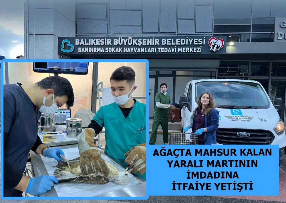 Ağaçta Mahsur Kalan Yaralı Martının İmdadına İtfaiye Yetişti