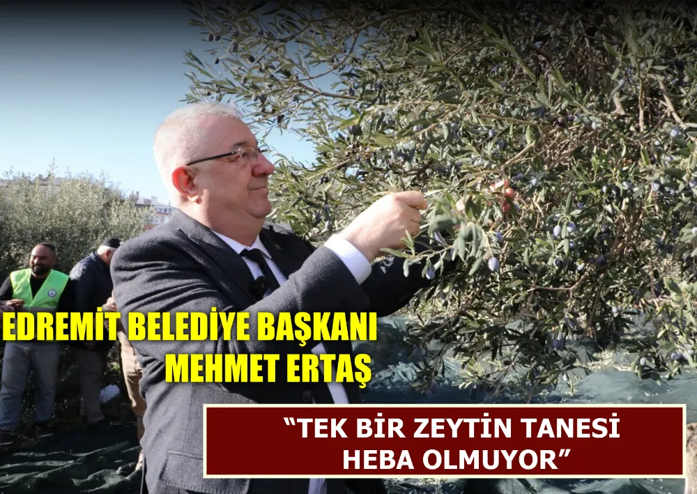 Edremit belediye başkanı mehmet ertaş “tek bir zeytin tanesi heba olmuyor”