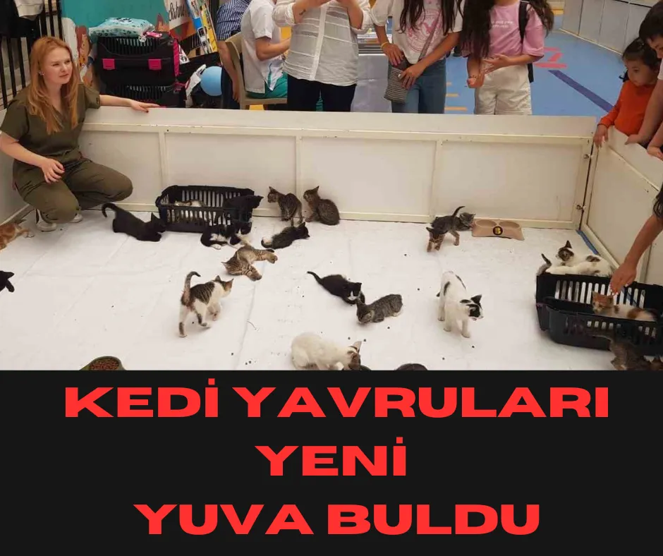 Kedi Yavruları Yeni Yuva Buldu