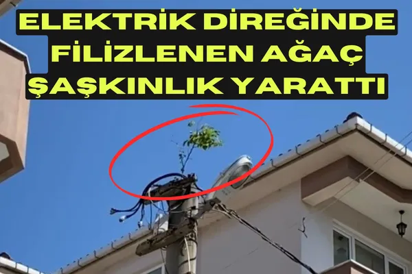 Elektrik Direğinde Filizlenen Ağaç Şaşkınlık Yarattı