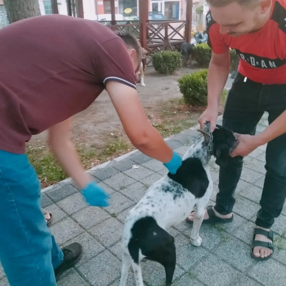 AV KÖPEKLERİNE KUDUZ AŞISI YAPILDI