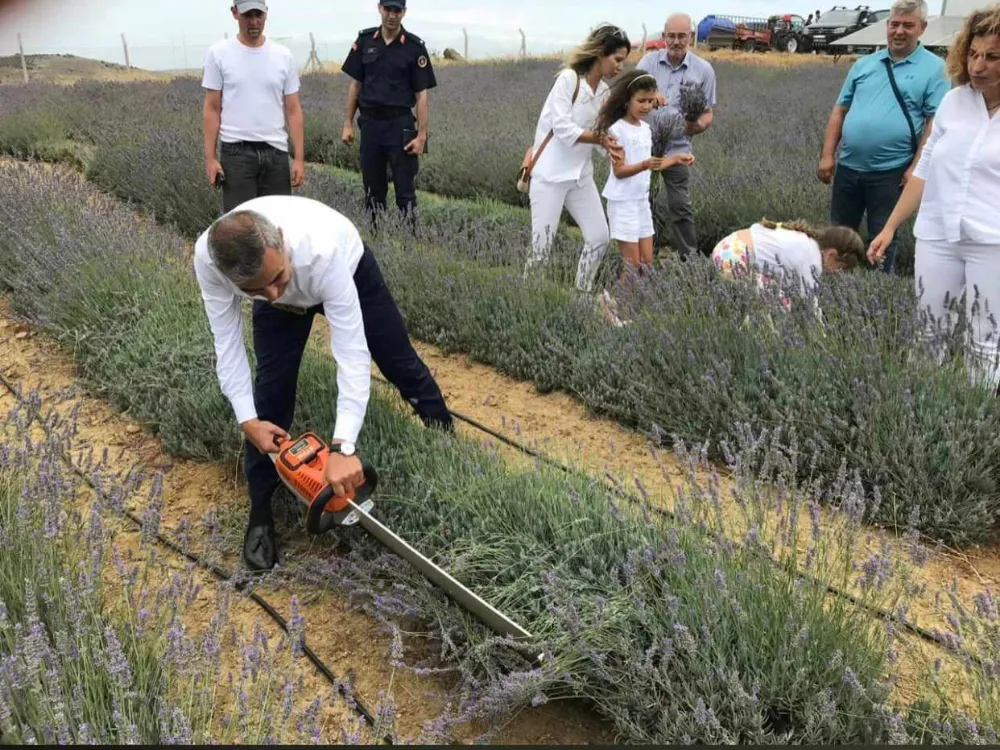 PAŞALİMANI ADASI’NDA LAVANTA HASADI GERÇEKLEŞTİ