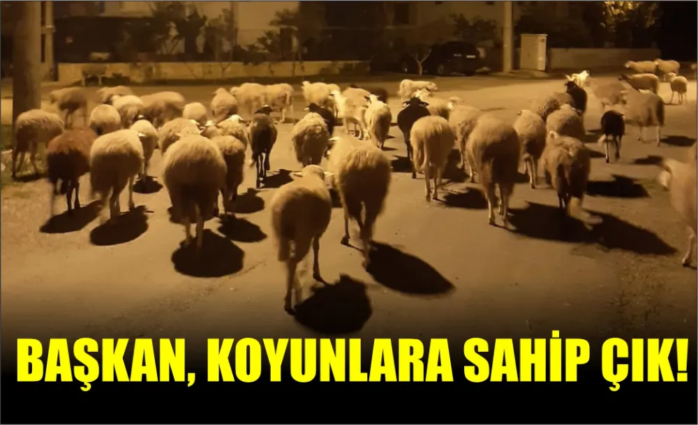 BAŞKAN, KOYUNLARA SAHİP ÇIK!