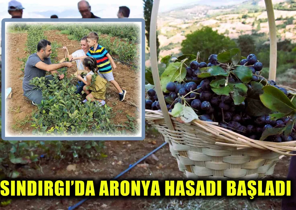 SINDIRGI’DA ARONYA HASADI BAŞLADI