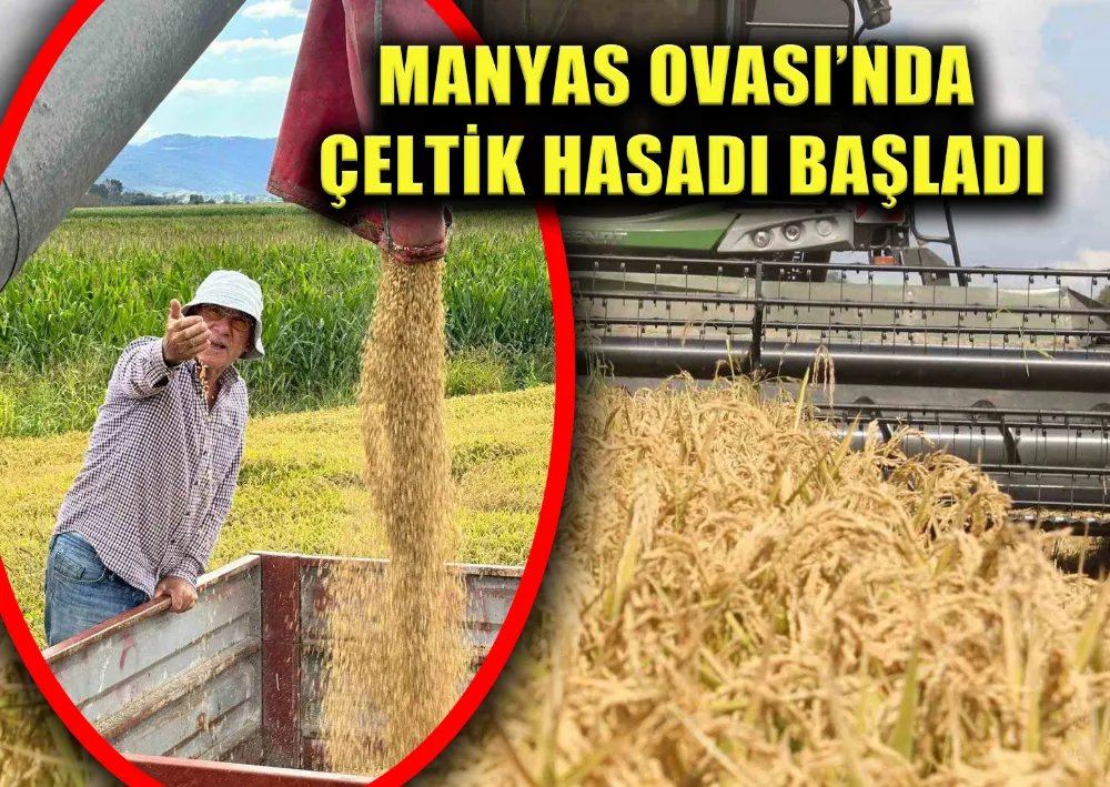 MANYAS OVASI’NDA ÇELTİK HASADI BAŞLADI