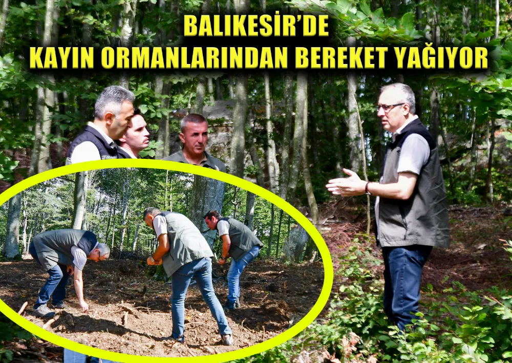 BALIKESİR’DE KAYIN ORMANLARINDAN BEREKET YAĞIYOR