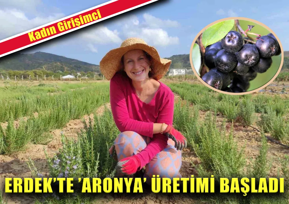 Erdek’te ’Aronya’ Üretimi Başladı