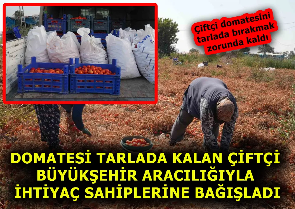 DOMATESİ TARLADA KALAN ÇİFTÇİ, BÜYÜKŞEHİR ARACILIĞIYLA İHTİYAÇ SAHİPLERİNE BAĞIŞLADI